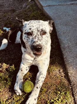Domino -  Mixed Breed Dog for Adoption in New Port Richey, Florida - Domino | PetCurious