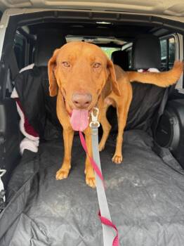 Bloodhound Dogs Available for Adoption in Houston, Texas - Butch Jr.  | PetCurious