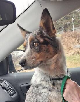 Emma -  Australian Cattle Dog Blue Heeler Dog Available for Adoption in Mauston, Wisconsin - Emma | PetCurious