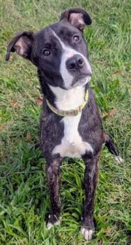 KANO -  German Shepherd Dog and Pit Bull Terrier Dog for Adoption in Akron, Ohio - KANO | PetCurious