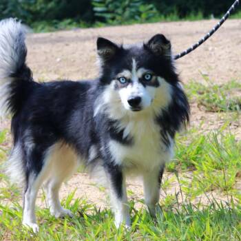 CT Ghost -  Pomeranian and Husky Dog for Adoption in Stormville, New York - CT Ghost | PetCurious