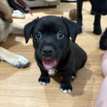 American Staffordshire Terrier and Labrador Retriever Dogs Available for Adoption in Indian Springs Village, Alabama - Patrick  | PetCurious