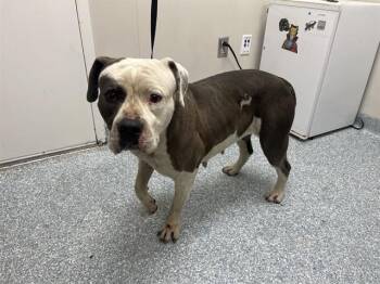 Pit Bull Terrier Dogs Available for Adoption in Rowlett, Texas - LIV | PetCurious