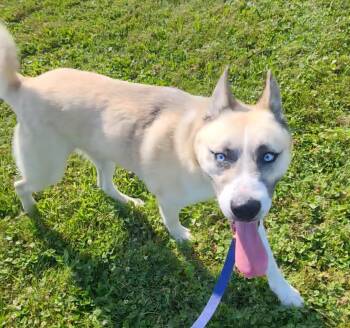 Rescue German Shepherd Dog Dogs for Adoption in Ravenna, Ohio - Warrior | PetCurious