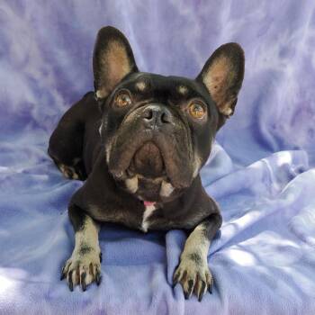 French Bulldog and Mixed Breed Dogs Available for Adoption in Richmond, California - PENNY LANE | PetCurious
