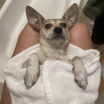 Hyde -  Chihuahua and Mixed Breed Dog for Adoption in Los Angeles, California - Hyde | PetCurious