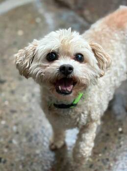 Shih Tzu and Maltese Dogs Available for Adoption in Warren, Michigan - Wero | PetCurious