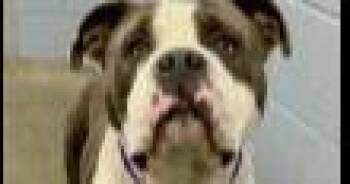 Buddha "Yoda" -  American Bulldog Dog for Adoption in Evansville, Indiana - Buddha "Yoda" | PetCurious