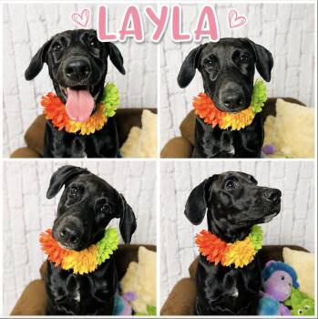 Labrador Retriever and Hound Dogs Available for Adoption in Lucas, Texas - Layla | PetCurious