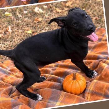 Fletcher -  Labrador Retriever and Terrier Dog for Adoption in Wadena, Minnesota - Fletcher | PetCurious