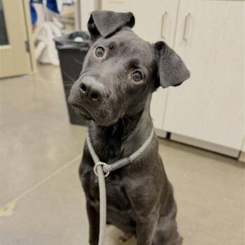 Rebel -  Mixed Breed Dog for Adoption in Bentonville, Arkansas - Rebel | PetCurious