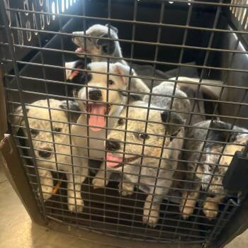 Shenanigans -  Mixed Breed Dog for Adoption in Dekalb, Illinois - Shenanigans | PetCurious