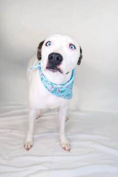 Rescue Pit Bull Terrier Dogs for Adoption in Bixby, Oklahoma - Bre | PetCurious