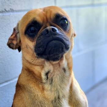 Kyanite -  Pug Dog for Adoption in New Philadelphia, Ohio - Kyanite | PetCurious
