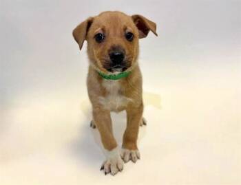 Rescue Australian Cattle Dog Blue Heeler Dogs for Adoption in Brentwood, Missouri - JOHNNY | PetCurious