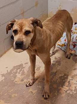 Sheila -  Great Dane and Mixed Breed Dog for Adoption in West Memphis, Arkansas - Sheila | PetCurious