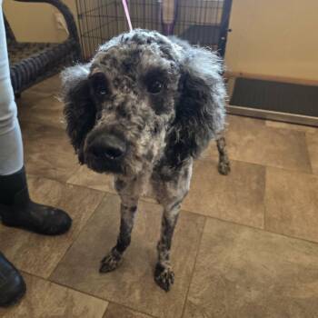 Aussiedoodle Dogs Available for Adoption - Rex | PetCurious