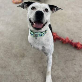 Skipper -  Pit Bull Terrier and Mixed Breed Dog for Adoption in Klein, Texas - Skipper | PetCurious