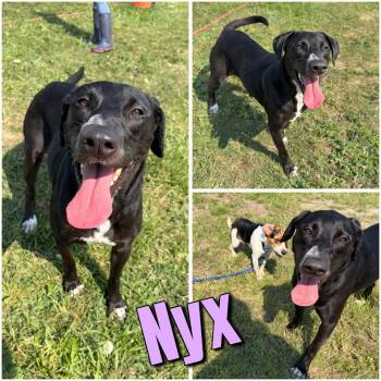 Nyx -  Labrador Retriever Dog for Adoption in Pierceton, Indiana - Nyx | PetCurious