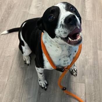 Dolly -  Pit Bull Terrier Dog for Adoption in Chesapeake, Virginia - Dolly | PetCurious