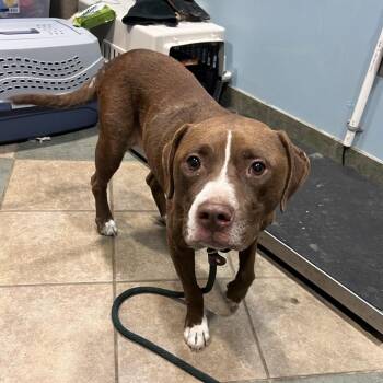 Minnie -  Mixed Breed Dog for Adoption in Chattanooga, Tennessee - Minnie | PetCurious