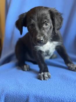 Finn -  Labrador Retriever and Spaniel Dog for Adoption in Monticello, Minnesota - Finn | PetCurious