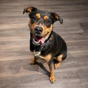 Mixed Breed Dogs Available for Adoption in Merriam, Kansas - Rita | PetCurious