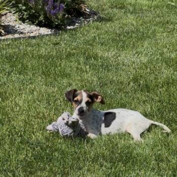 Jersey Frittata -  Mixed Breed Dog Available for Adoption in Toms River, New Jersey - Jersey Frittata | PetCurious