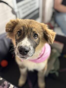 Bandit -  Shepherd and Bernese Mountain Dog Dog for Adoption in Holly Springs, North Carolina - Bandit | PetCurious