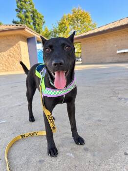 Kaiser -  Black Labrador Retriever Dog for Adoption in San Diego, California - Kaiser | PetCurious