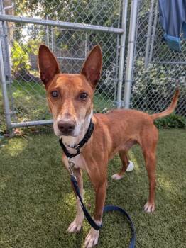 Dorado -  Portuguese Podengo Dog for Adoption in Fall River, Massachusetts - Dorado | PetCurious
