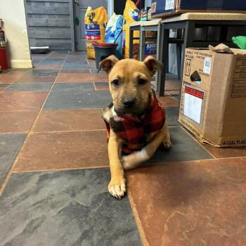 Charlie -  Black Mouth Cur Dog for Adoption in Laurel, Mississippi - Charlie | PetCurious