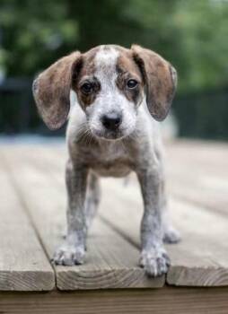 Onion -  Hound Dog for Adoption in Germantown, Ohio - Onion | PetCurious