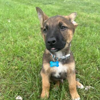 Oakley -  Shepherd and Mixed Breed Dog for Adoption in Ferndale, Michigan - Oakley | PetCurious