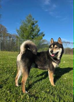 Shiba Inu Dogs Available for Adoption in Sprakers, New York - Tito | PetCurious