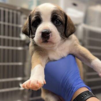 Winston -  Mixed Breed Dog for Adoption in Los Angeles, California - Winston | PetCurious