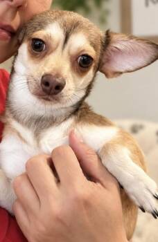 Sweetie Maple, docile and loving -  Chiweenie and Dachshund Dog for Adoption in Houston, Texas - Sweetie Maple, Docile And Loving | PetCurious