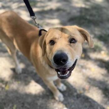 Rescue Mixed Breed Dogs for Adoption in Dallas, Texas - Otis | PetCurious