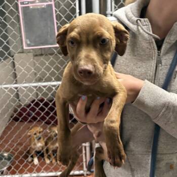 Mixed Breed Dogs Available for Adoption in Spokane, Washington - Fredrick | PetCurious