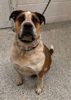 Chubbles -  Mixed Breed Dog for Adoption in Kansas City, Missouri - Chubbles | PetCurious