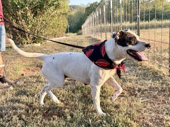 Whitney -  Labrador Retriever and Pit Bull Terrier Dog for Adoption in South Kingstown, Rhode Island - Whitney | PetCurious