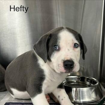Hefty -  Mixed Breed Dog for Adoption in Knoxville, Tennessee - Hefty | PetCurious