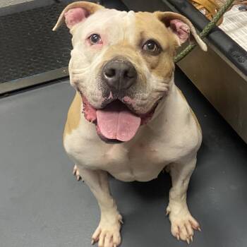 Rhea -  Mixed Breed Dog for Adoption in Allentown, Pennsylvania - Rhea | PetCurious