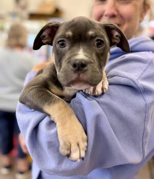 Thunder -  Pit Bull Terrier Dog for Adoption in Island Lake, Illinois - Thunder | PetCurious