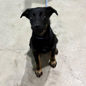 Otis -  Shepherd Dog for Adoption in Harlingen, Texas - Otis | PetCurious