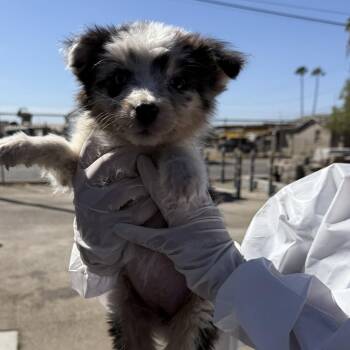 Bindi -  Australian Shepherd Dog for Adoption in Fresno, California - Bindi | PetCurious