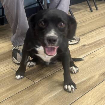 AHNJ-Stray-122395 -  Mixed Breed Dog for Adoption in Newark, New Jersey - AHNJ-Stray-122395 | PetCurious