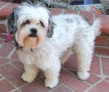 Spice -  Shih Tzu Dog for Adoption in Los Angeles, California - Spice | PetCurious