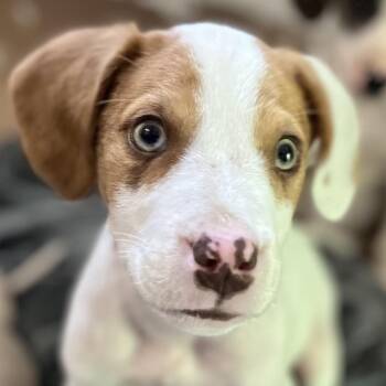 Floyd -  Mountain Cur and Beagle Dog for Adoption in Jacksboro, Tennessee - Floyd | PetCurious