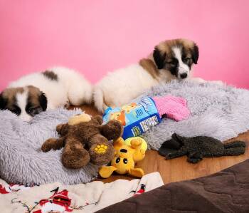 Abby -  Great Pyrenees Dog for Adoption in North Augusta, South Carolina - Abby | PetCurious